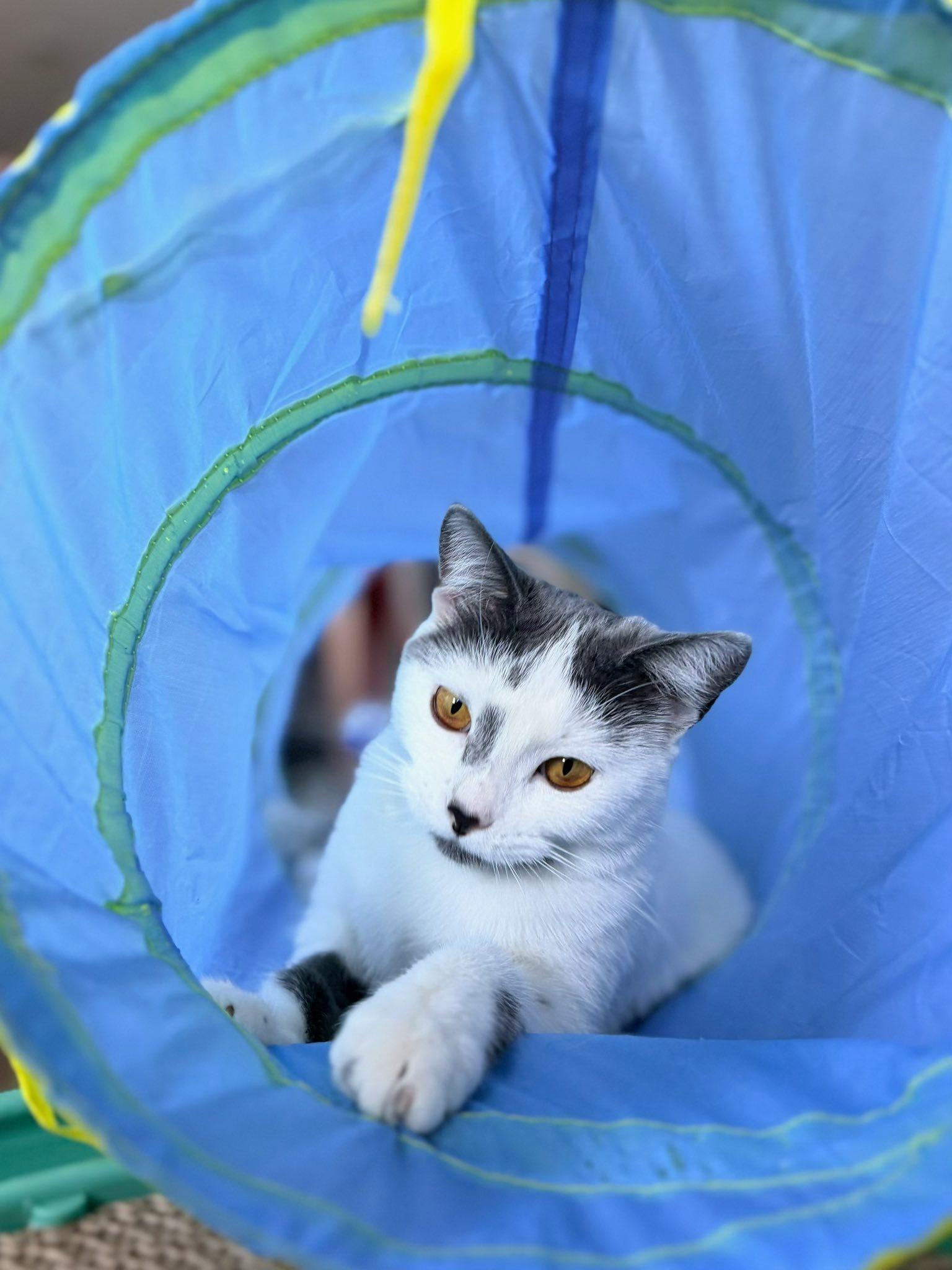 Kiki, an adopted Domestic Short Hair in Montreal, QC image 5/6