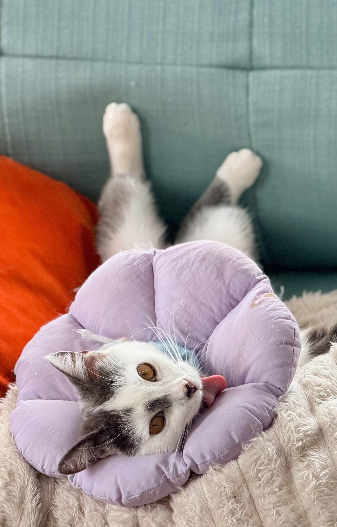 Kiki, an adopted Domestic Short Hair in Montreal, QC image 3/6