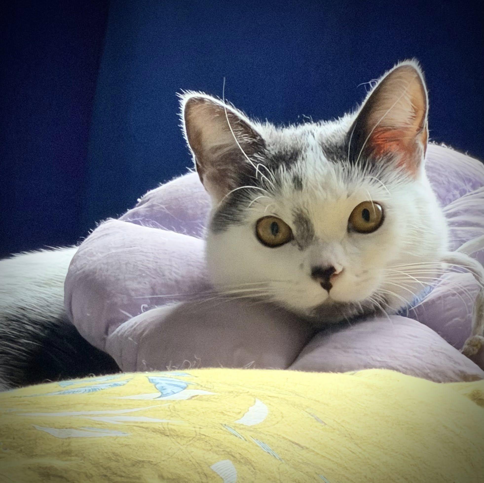 Kiki, an adopted Domestic Short Hair in Montreal, QC image 2/6