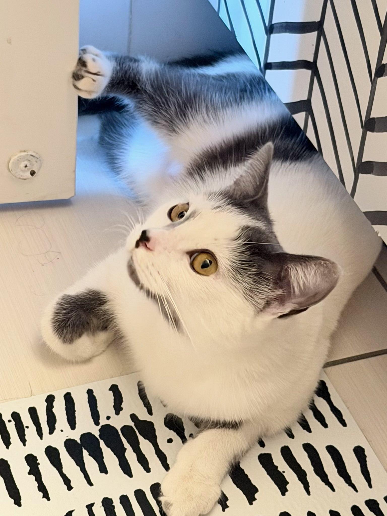 Kiki, an adopted Domestic Short Hair in Montreal, QC image 4/6