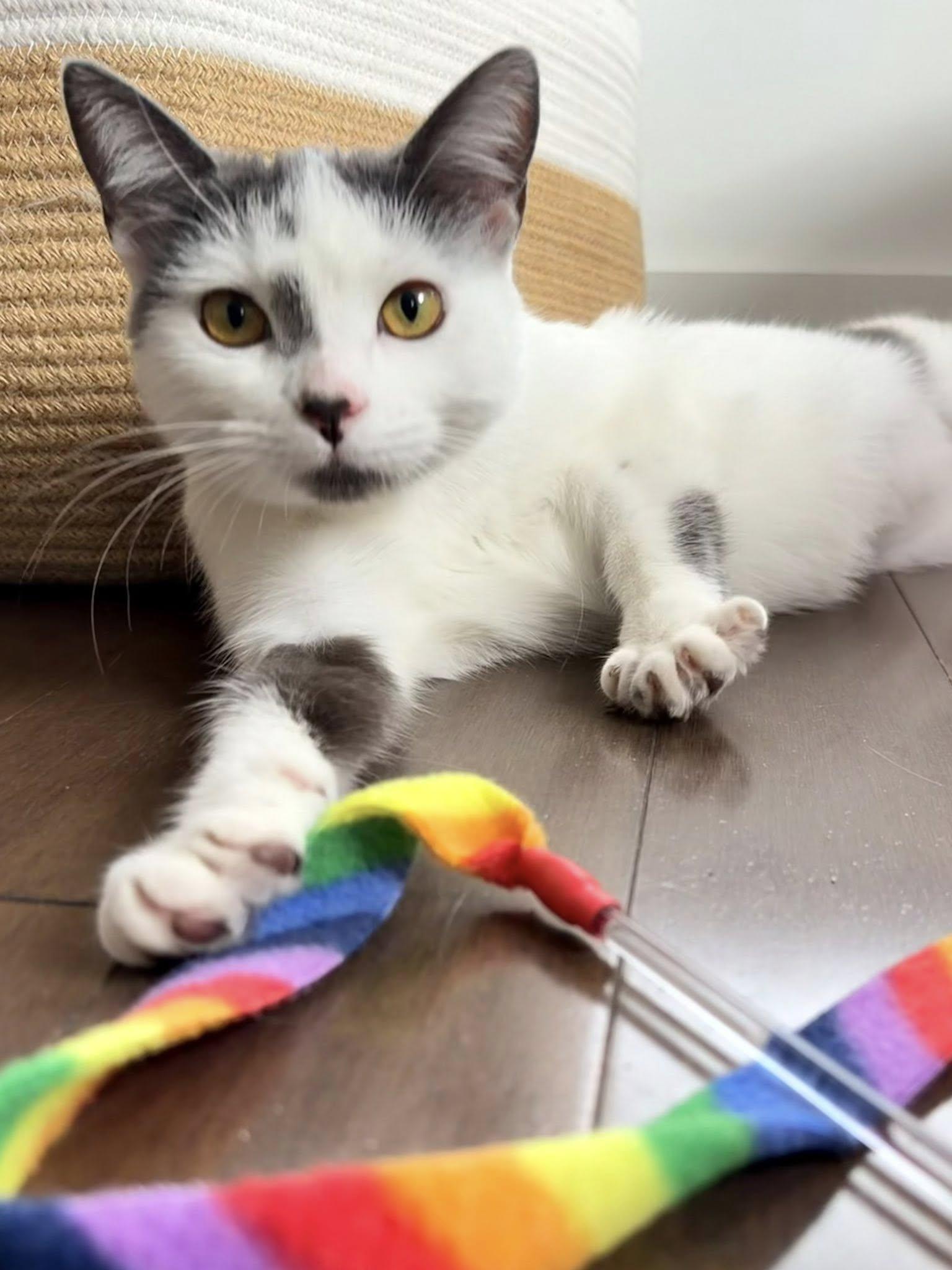 Kiki, adopted, Young Female Domestic Short Hair.