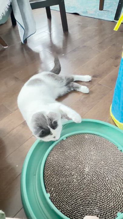 Enlarge Kiki, an adopted Domestic Short Hair in Montreal, QC video 6/6
