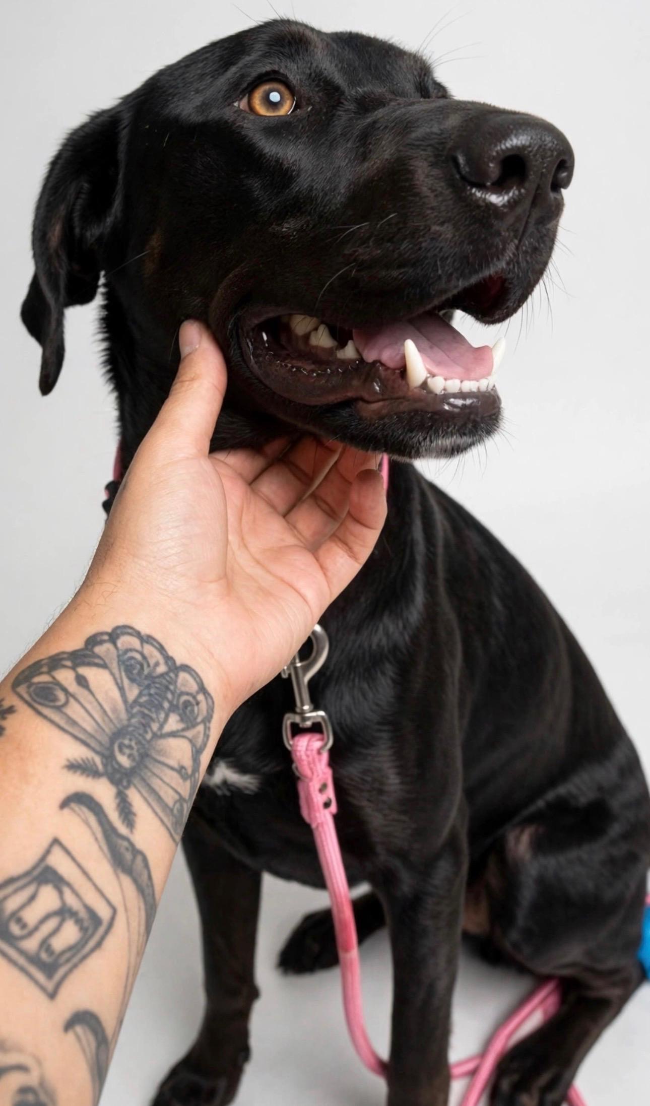 Enlarge PETRA, a Adoptable Black Labrador Retriever in Dix Hills , NY image 2/6