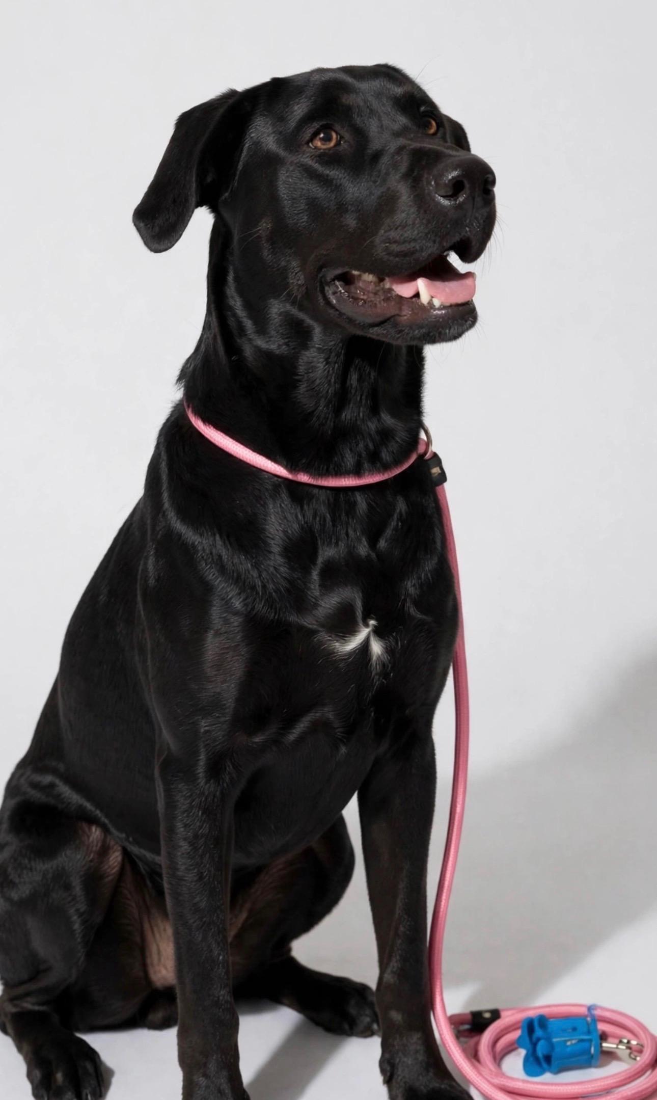 Enlarge PETRA, a Adoptable Black Labrador Retriever in Dix Hills , NY image 3/6