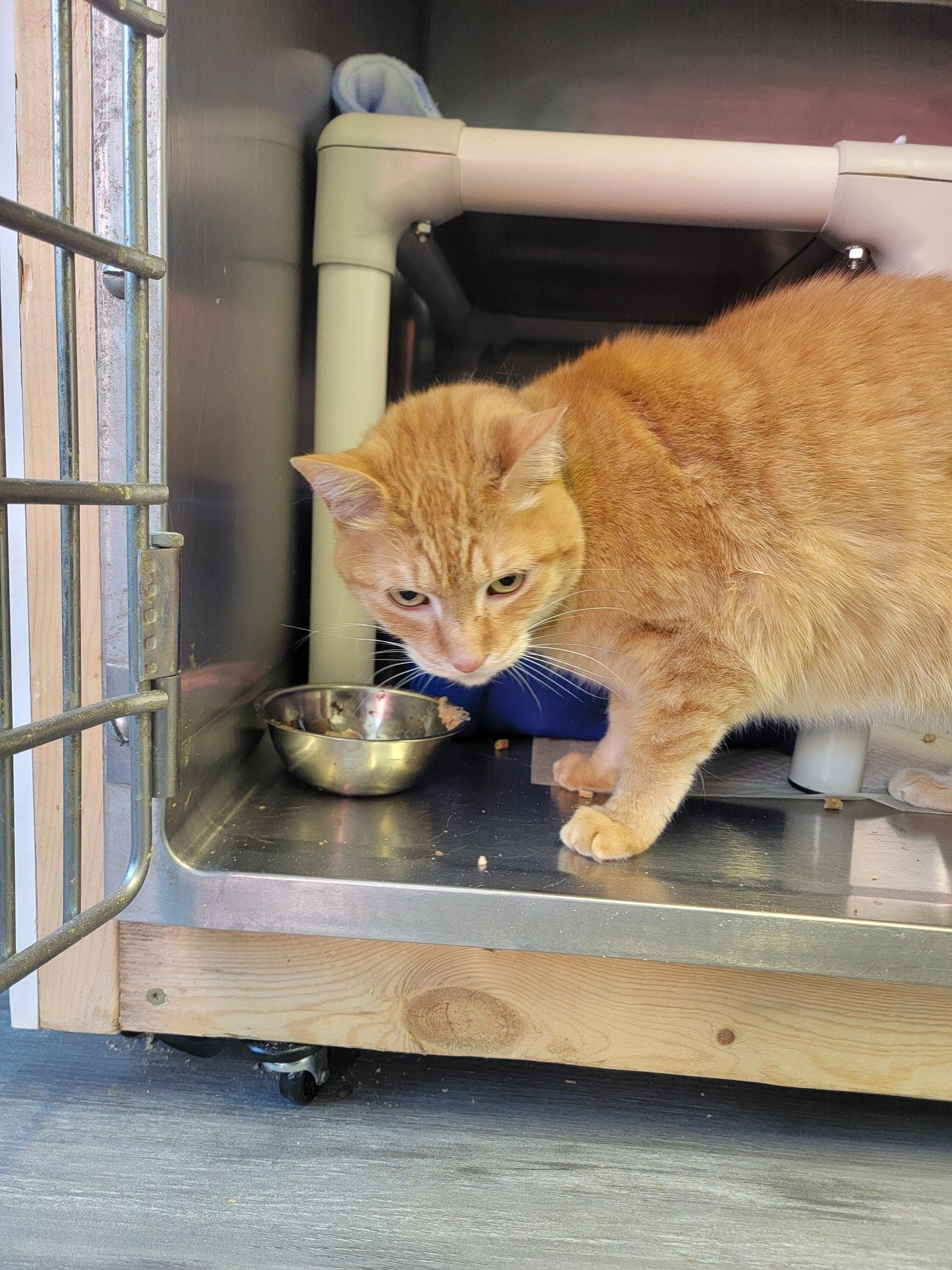 Gallifrey, ADOPTABLE, Senior Male American Shorthair.