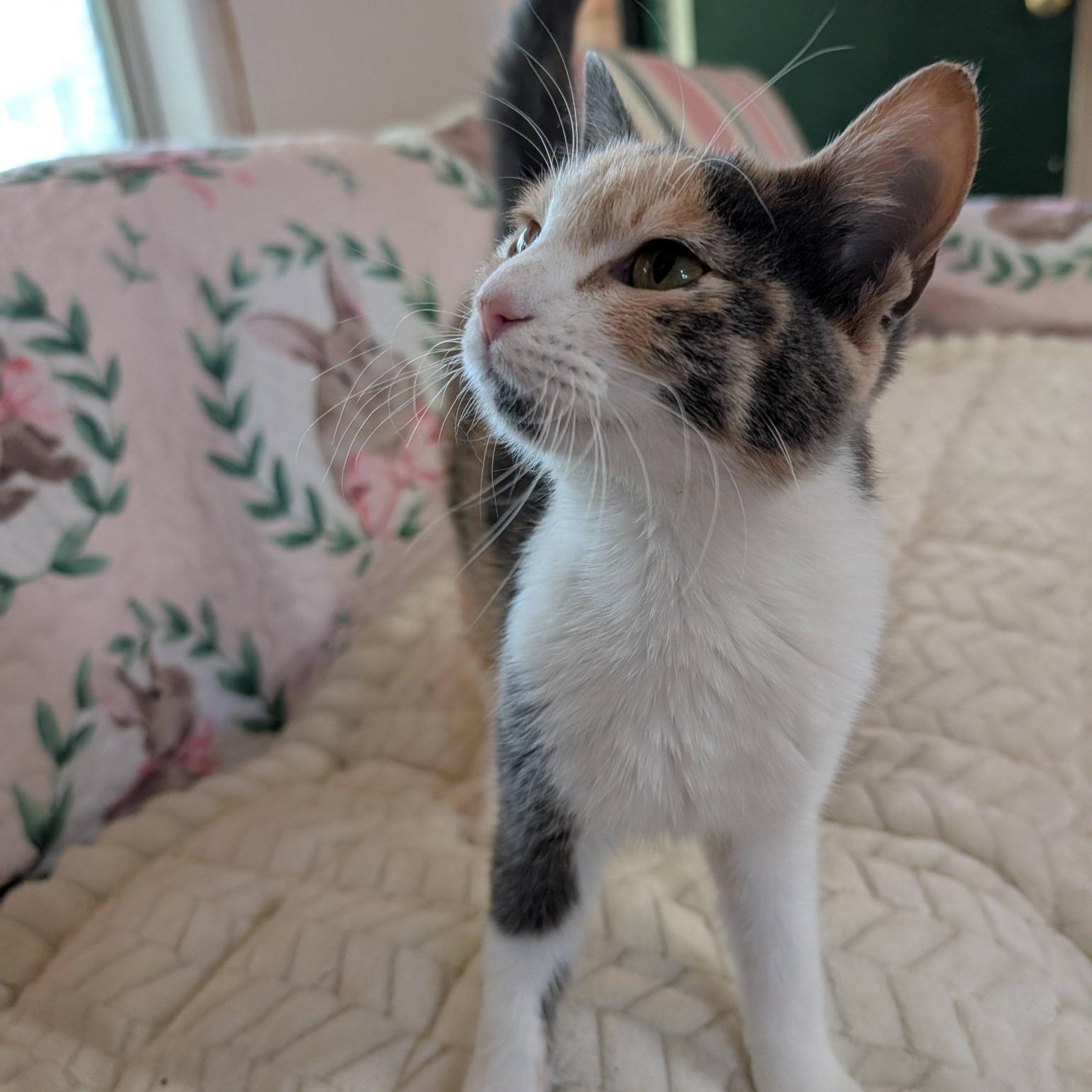 Reese, adopted, Kitten Female Calico.