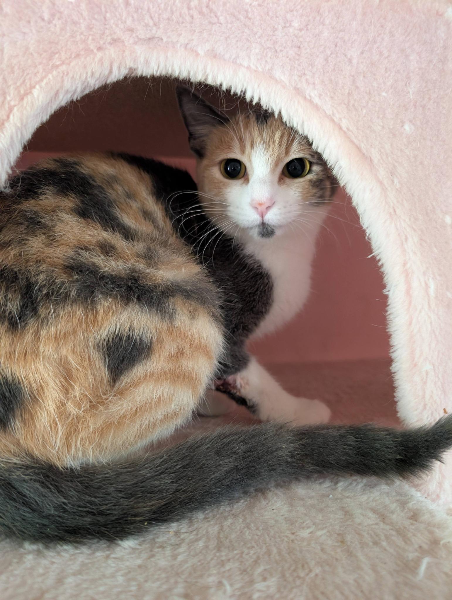 Enlarge Reese, a ADOPTABLE Calico in Mabank, TX image 2/2