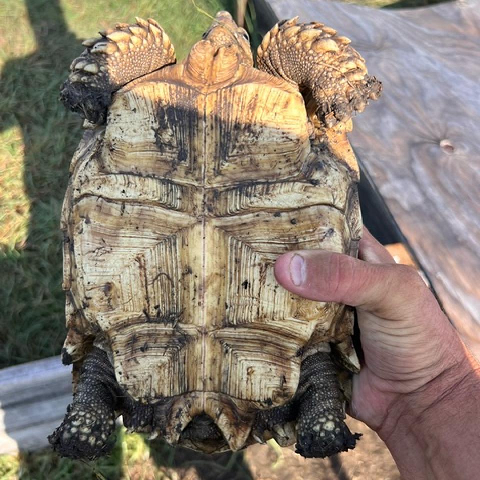 Raphael, Adoptable, Senior Female Sulcata.