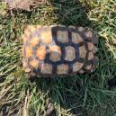 Enlarge Raphael, a Adoptable Sulcata in San Marcos, TX image 2/3
