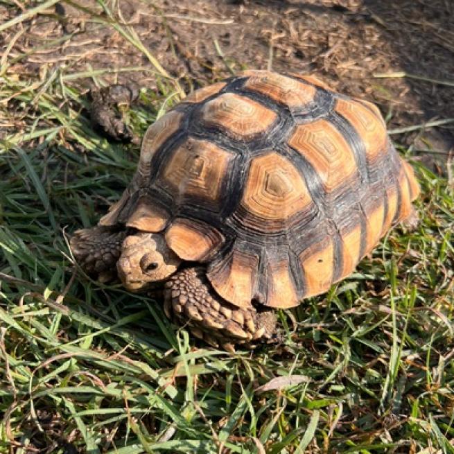Enlarge Raphael, a Adoptable Sulcata in San Marcos, TX image 3/3