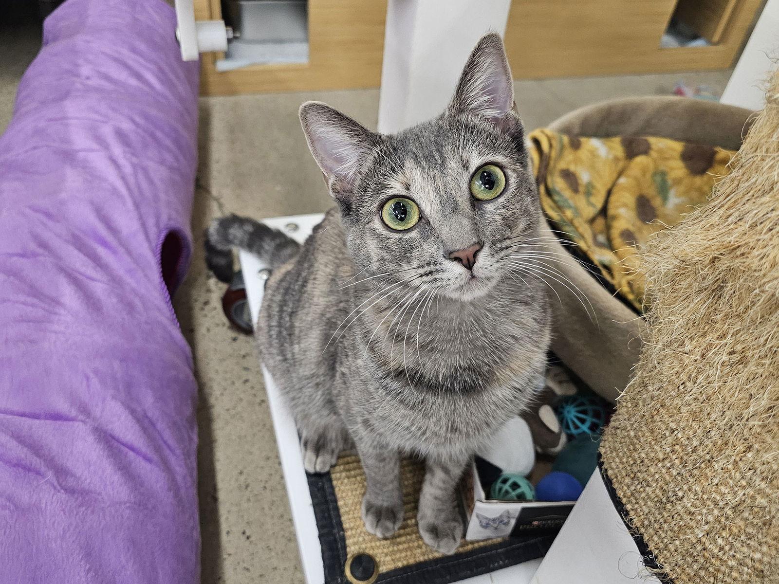 Enlarge Solo, a Adoptable Domestic Short Hair in Mission Viejo, CA image 1/3