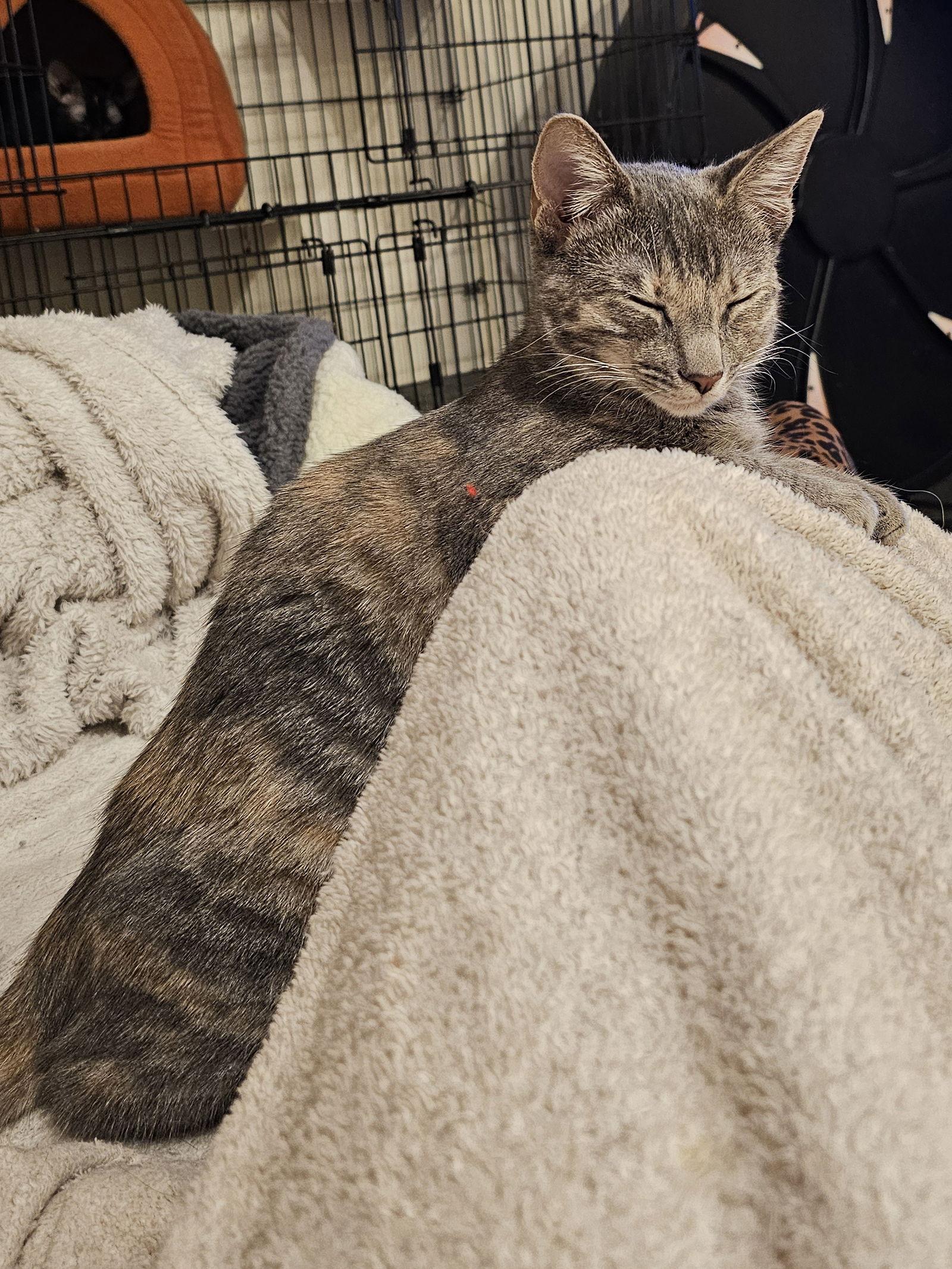 Solo, a Adoptable Domestic Short Hair in Mission Viejo, CA image 1/3