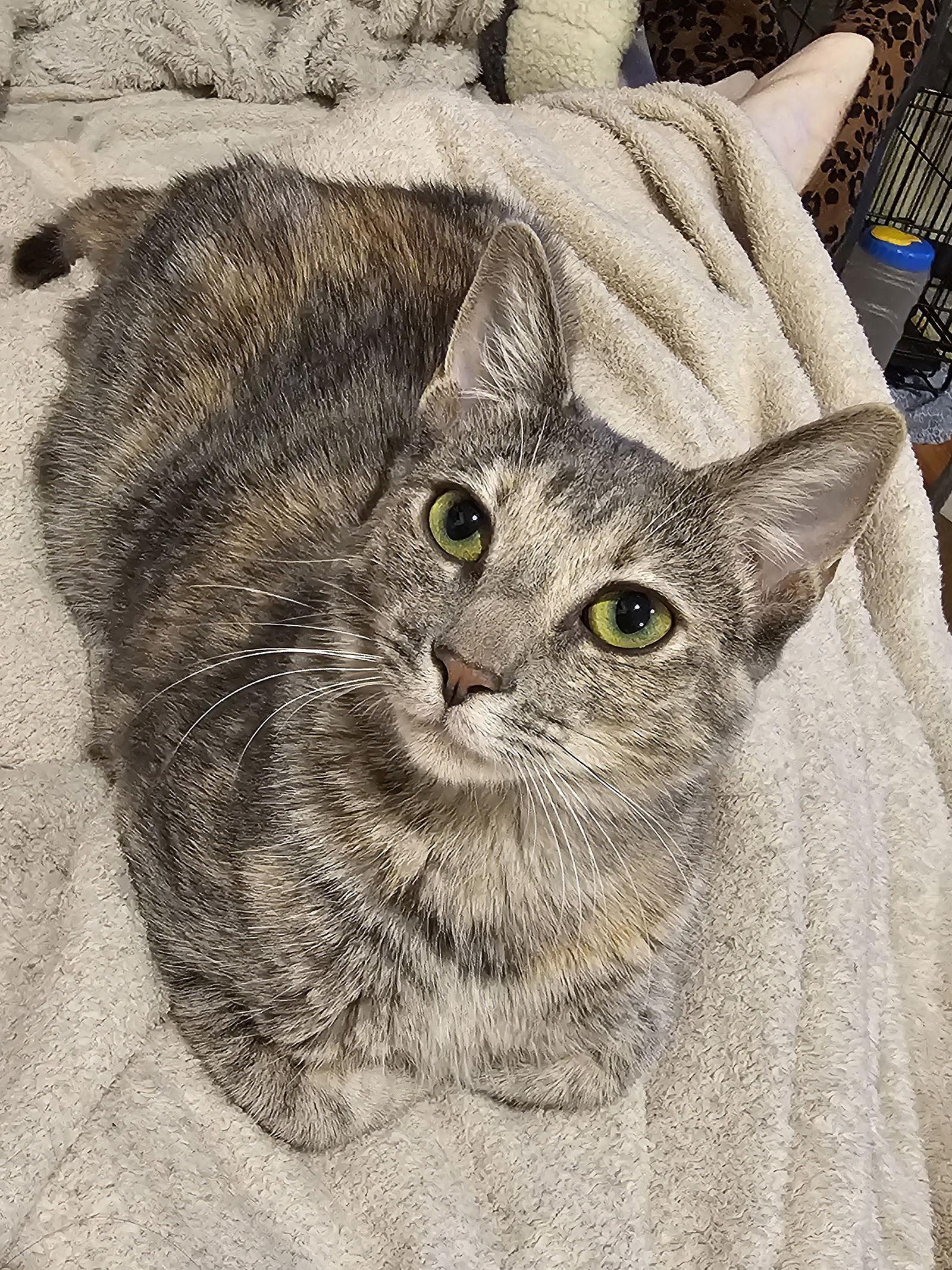 Solo, a Adoptable Domestic Short Hair in Mission Viejo, CA image 3/3