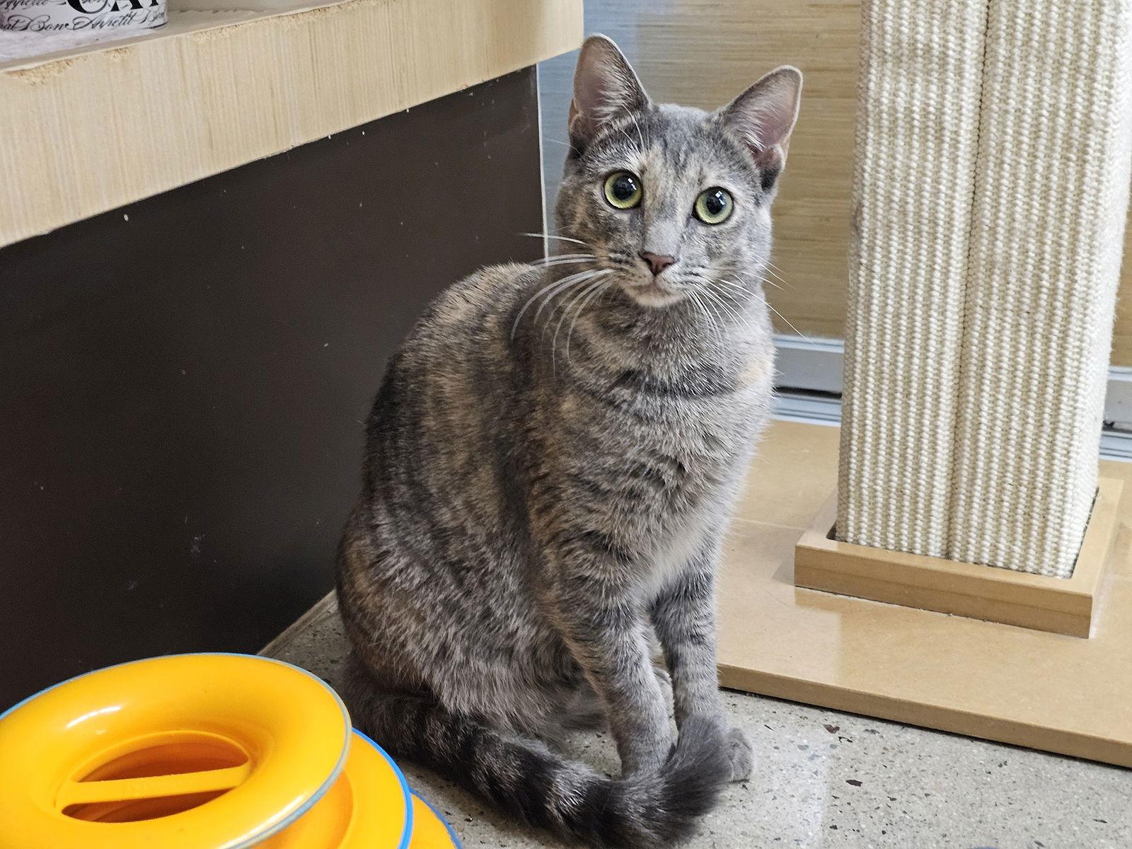 Enlarge Solo, a Adoptable Domestic Short Hair in Mission Viejo, CA image 3/3