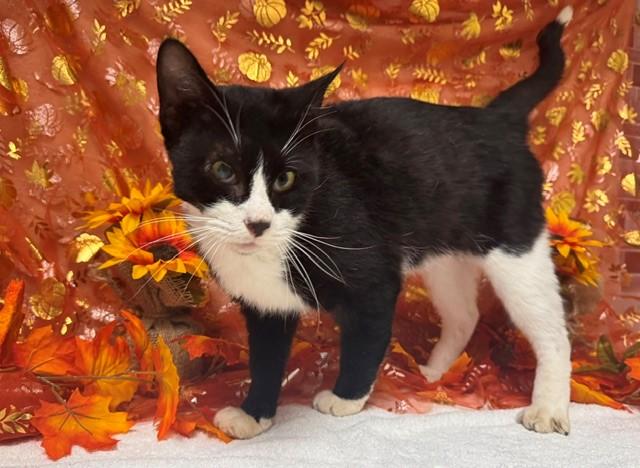 CARL, Adoptable, Senior Male Domestic Short Hair.