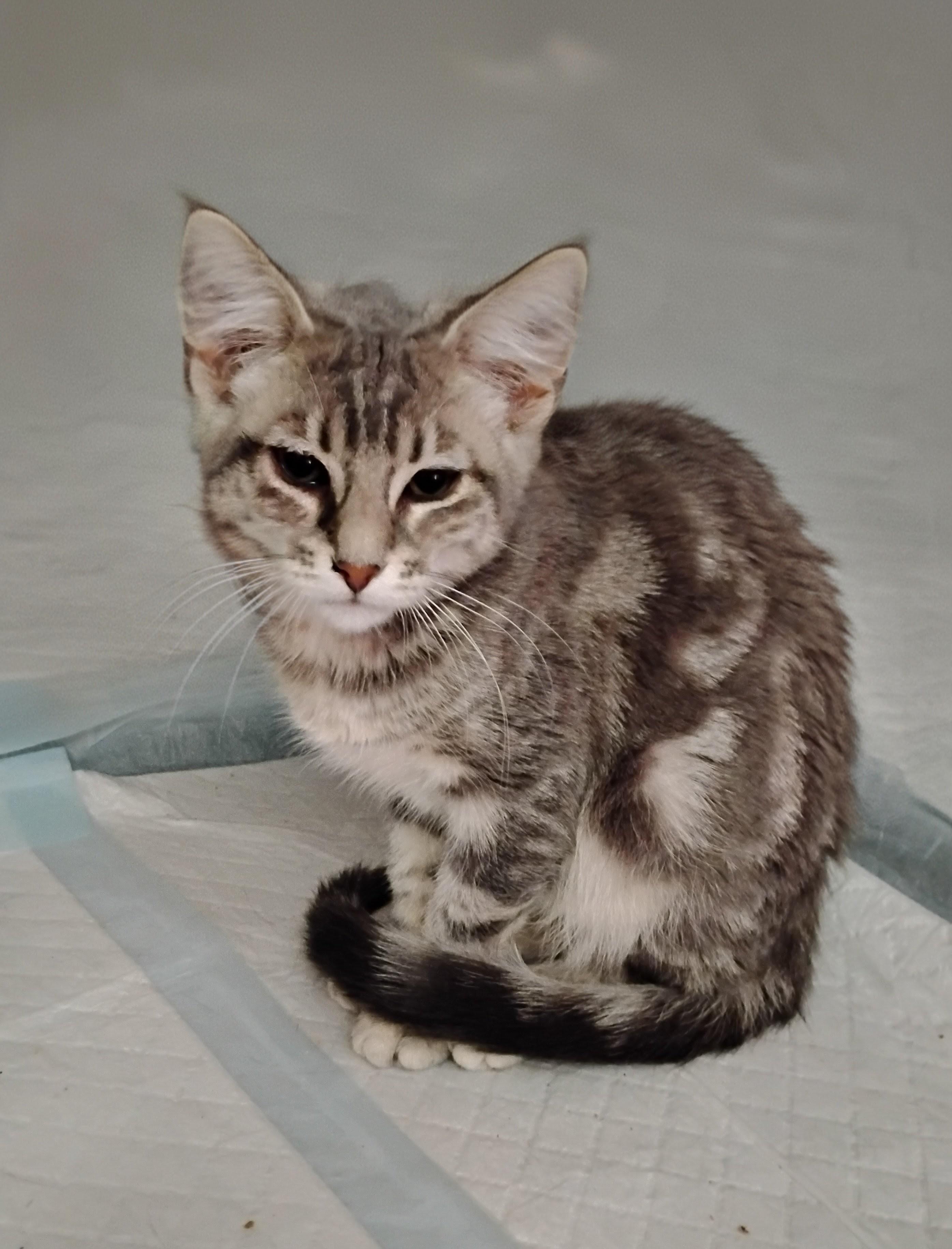 Ellie, adopted, Kitten Female Domestic Short Hair.
