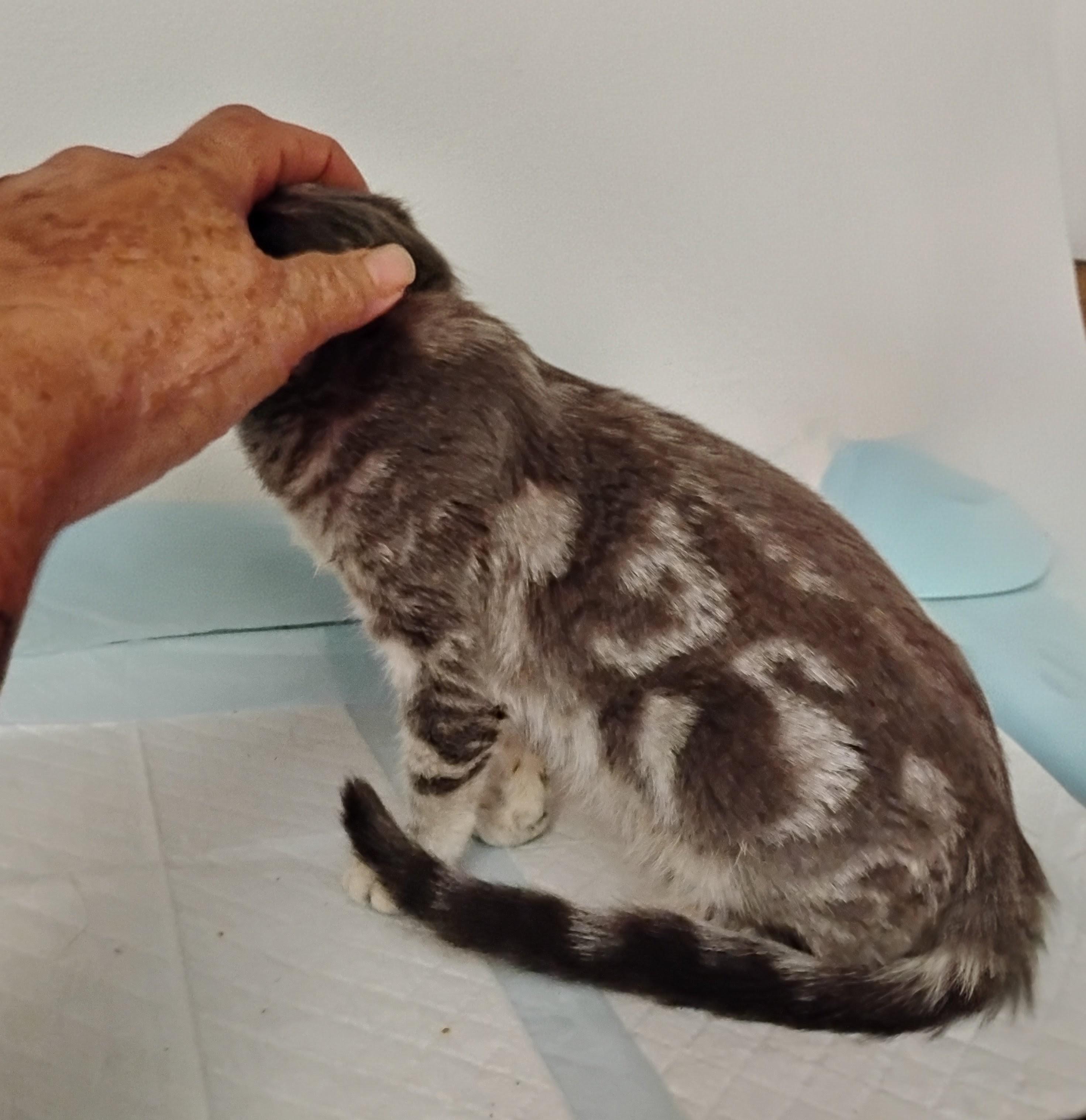 Ellie, a ADOPTABLE Domestic Short Hair in Woodland, CA image 3/3