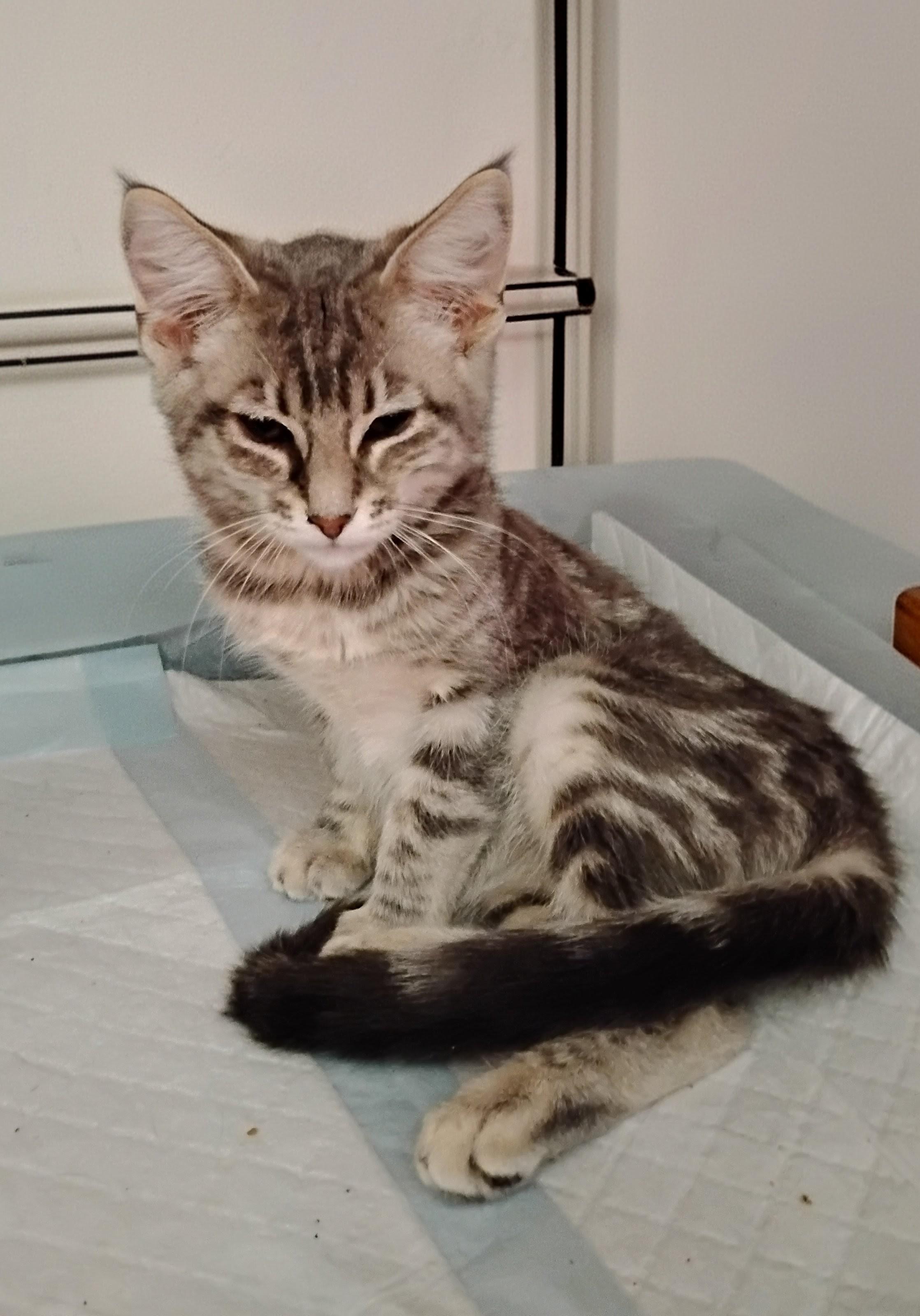 Ellie, ADOPTABLE, Kitten Female Domestic Short Hair.