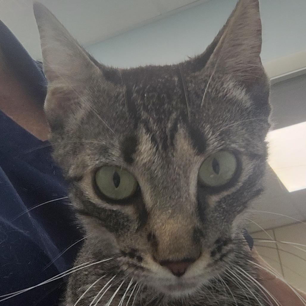 Enlarge Sour Patch (25-11723), a Adoptable Domestic Short Hair in Fort Smith, AR image 1/1