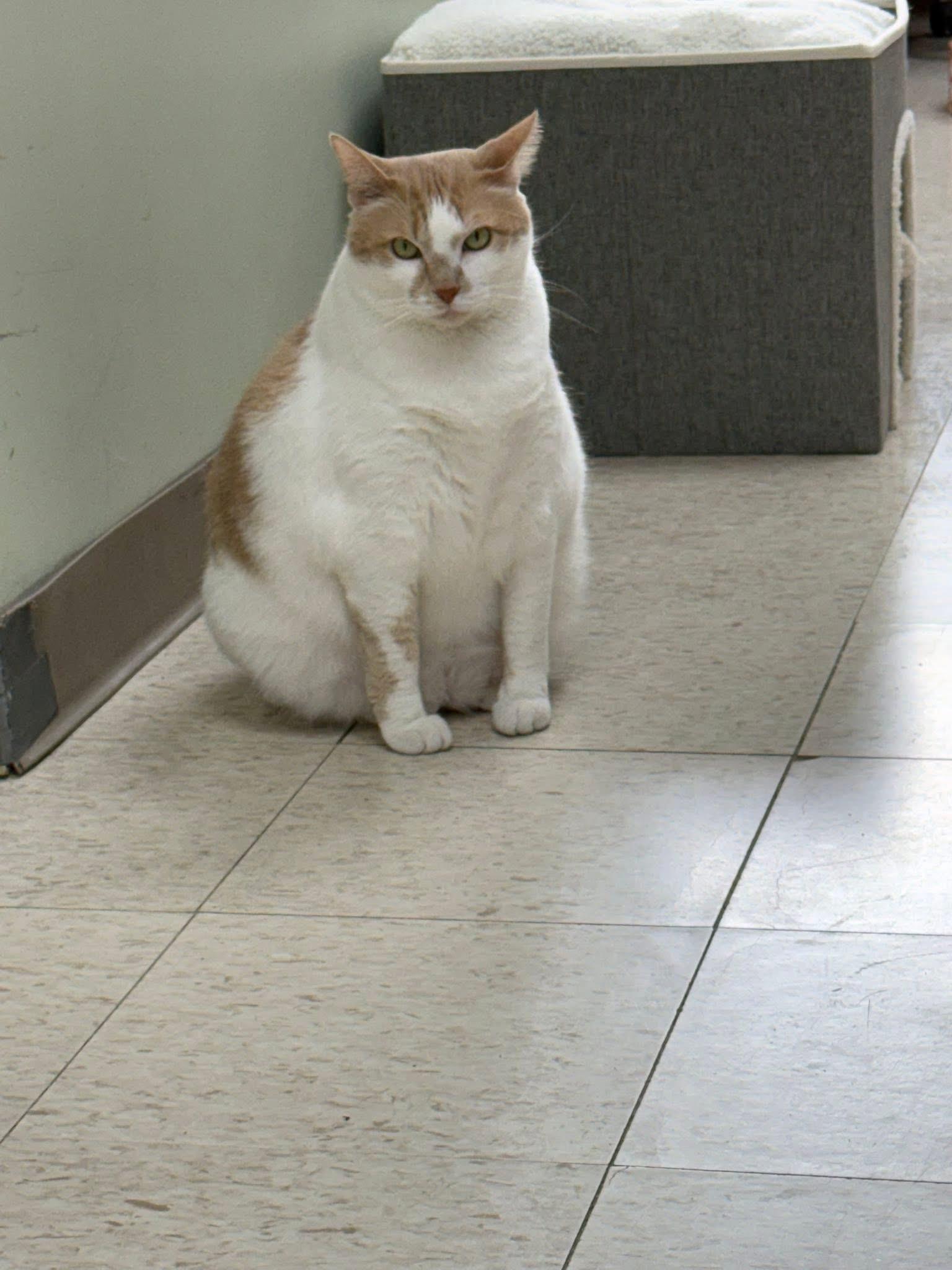 Enlarge Moki, a Adoptable Domestic Short Hair in Grand Rapids, MI image 6/6