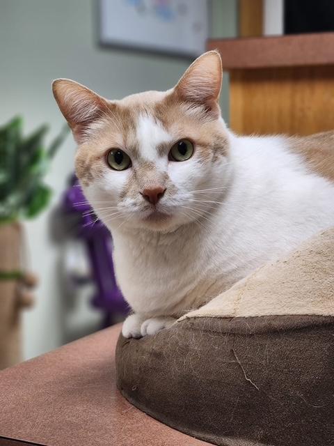 Moki, Adoptable, Adult Male Domestic Short Hair.