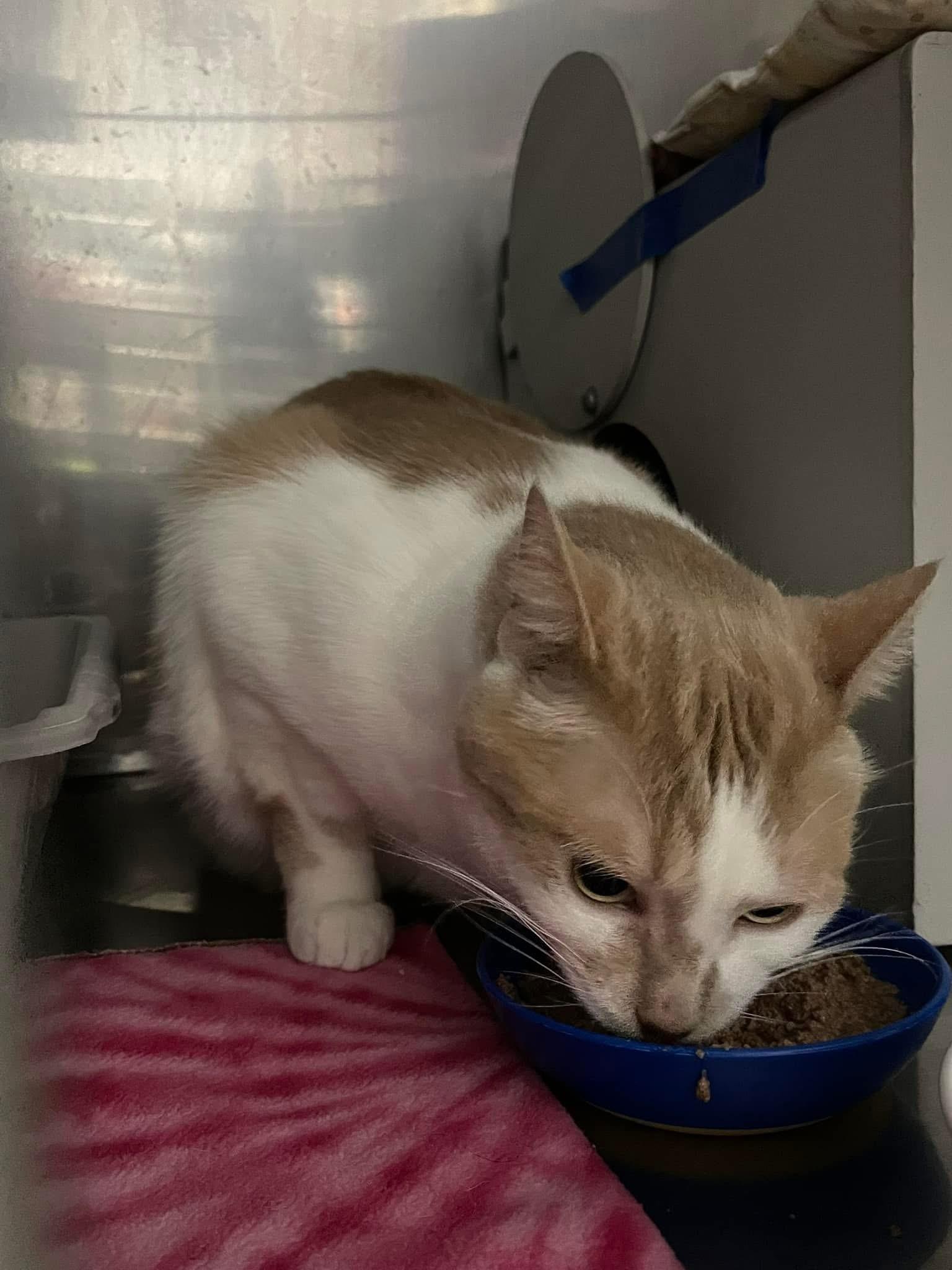 Moki, a Adoptable Domestic Short Hair in Grand Rapids, MI image 4/6