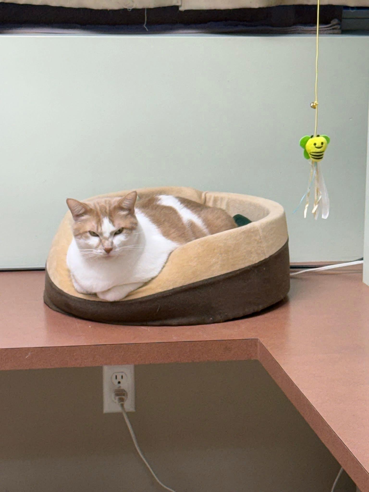 Enlarge Moki, a Adoptable Domestic Short Hair in Grand Rapids, MI image 5/6