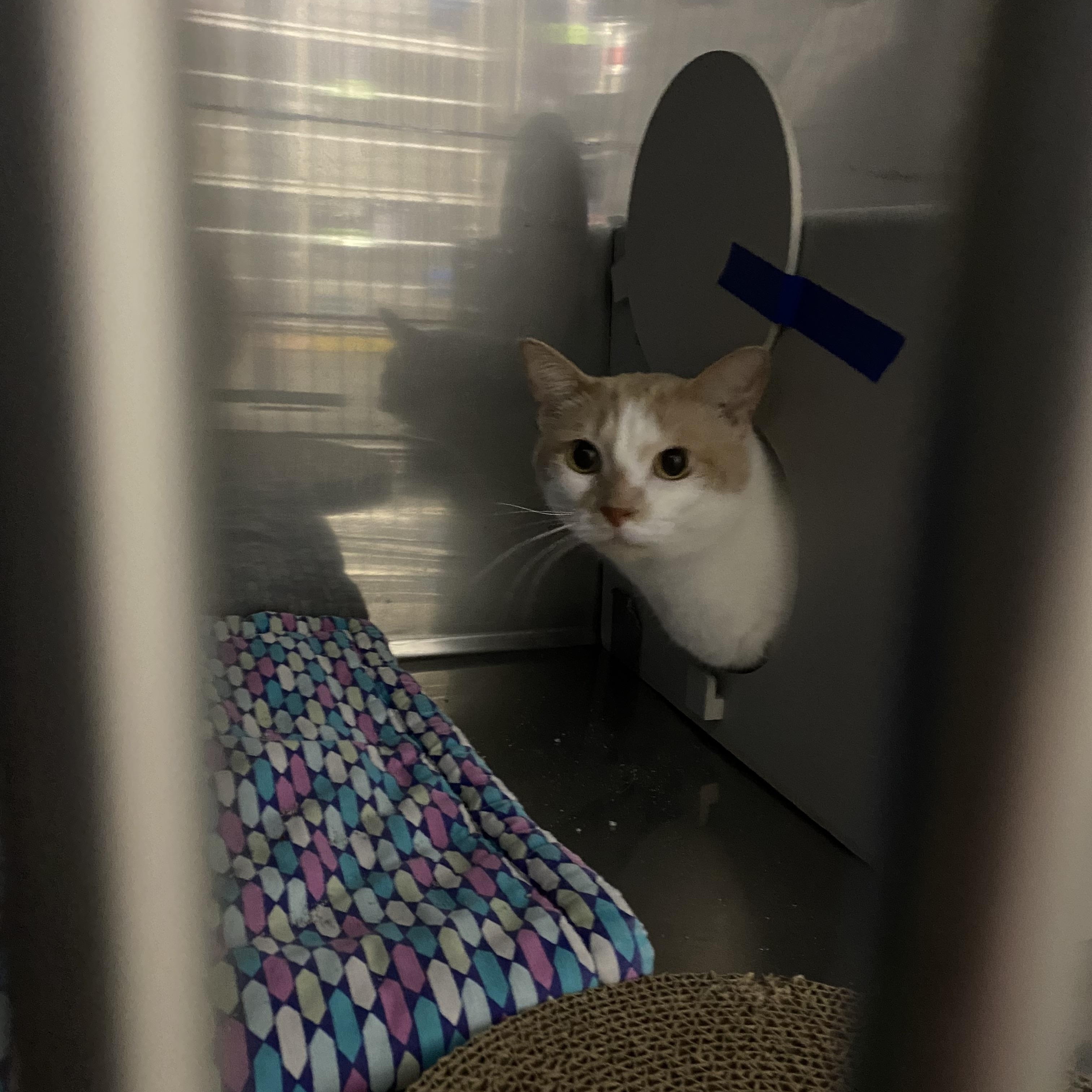 Moki, a Adoptable Domestic Short Hair in Grand Rapids, MI image 6/6