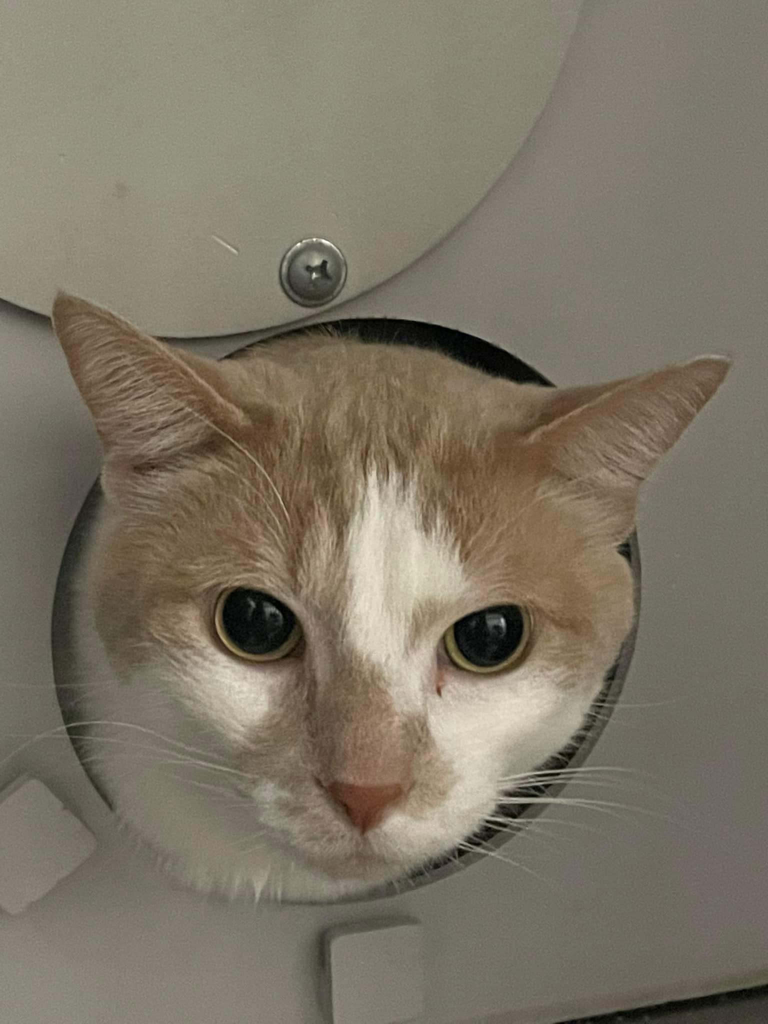 Moki, a Adoptable Domestic Short Hair in Grand Rapids, MI image 2/6