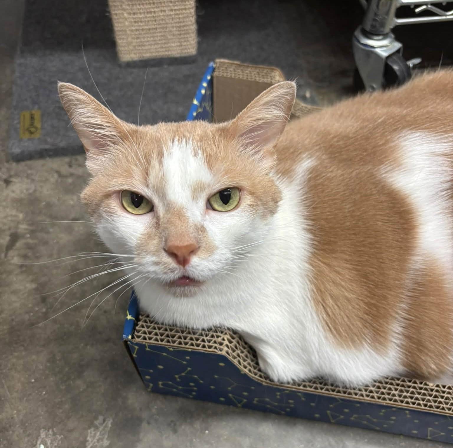 Enlarge Moki, a Adoptable Domestic Short Hair in Grand Rapids, MI image 6/6