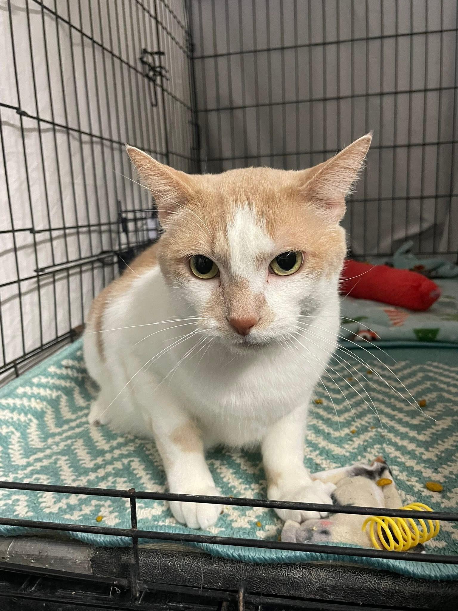 Moki, a Adoptable Domestic Short Hair in Grand Rapids, MI image 1/6