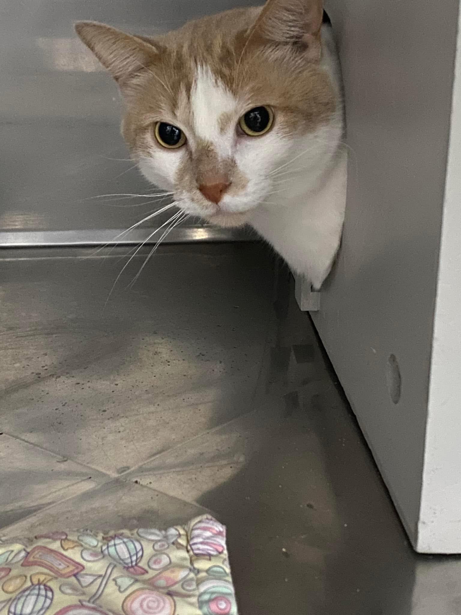 Moki, a Adoptable Domestic Short Hair in Grand Rapids, MI image 3/6