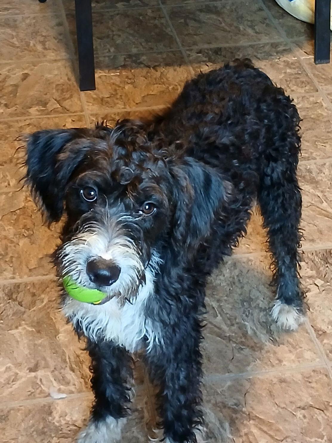 Hattie, Adopted, Young Female Standard Poodle.