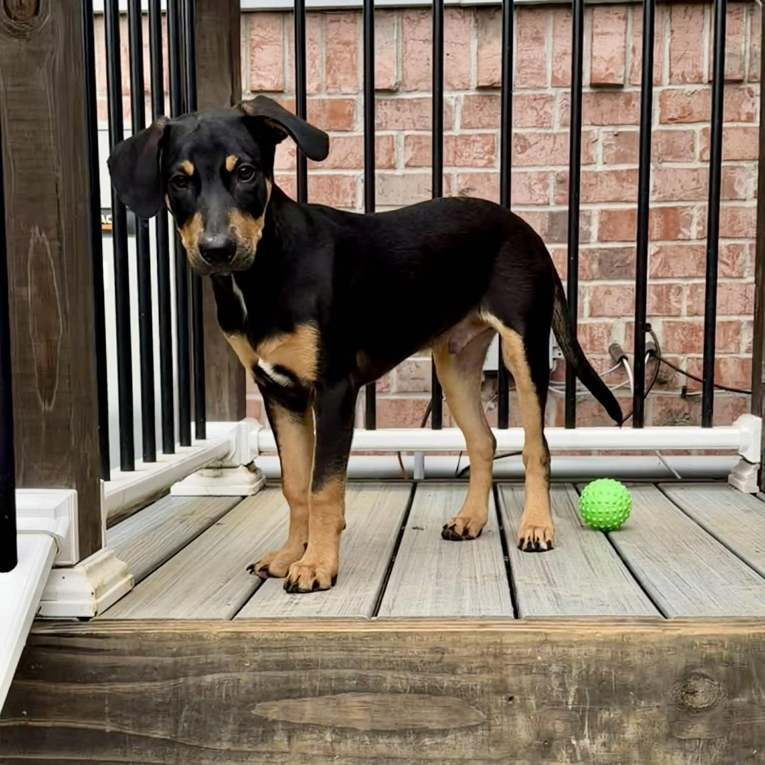 Tanner, Adoptable, Young Male Labrador Retriever & Beagle.