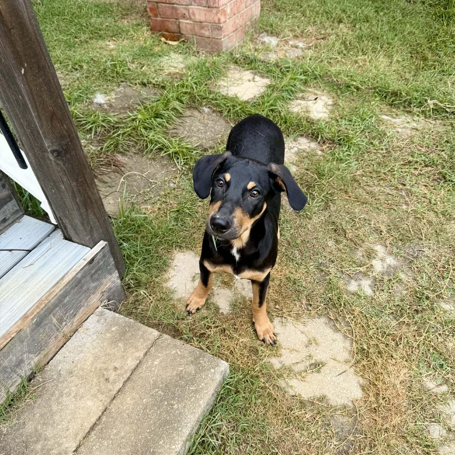 Tanner, a Adoptable mixed breed in Hatfield, PA image 2/6