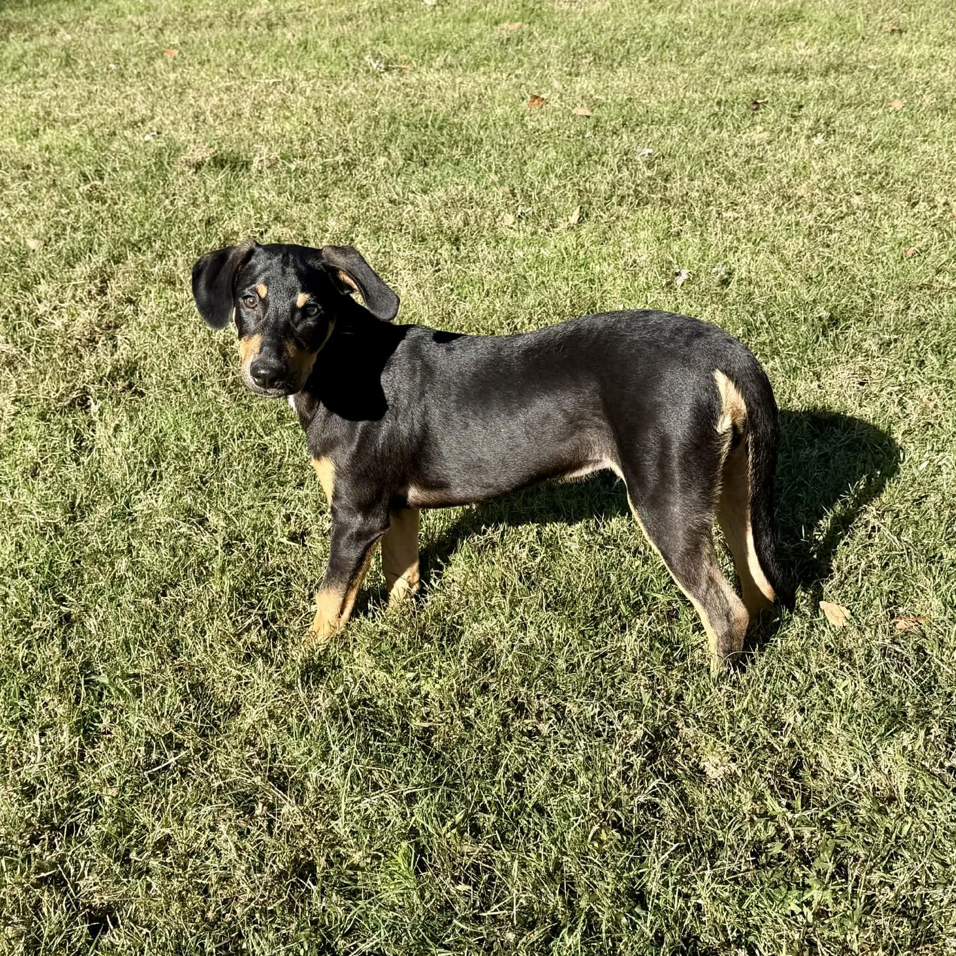 Tanner, a Adoptable mixed breed in Hatfield, PA image 5/6