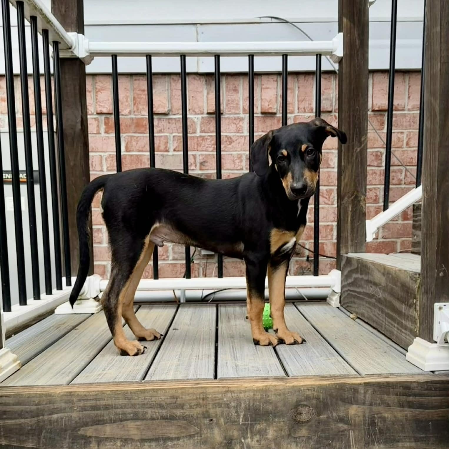 Tanner, a Adoptable mixed breed in Hatfield, PA image 6/6