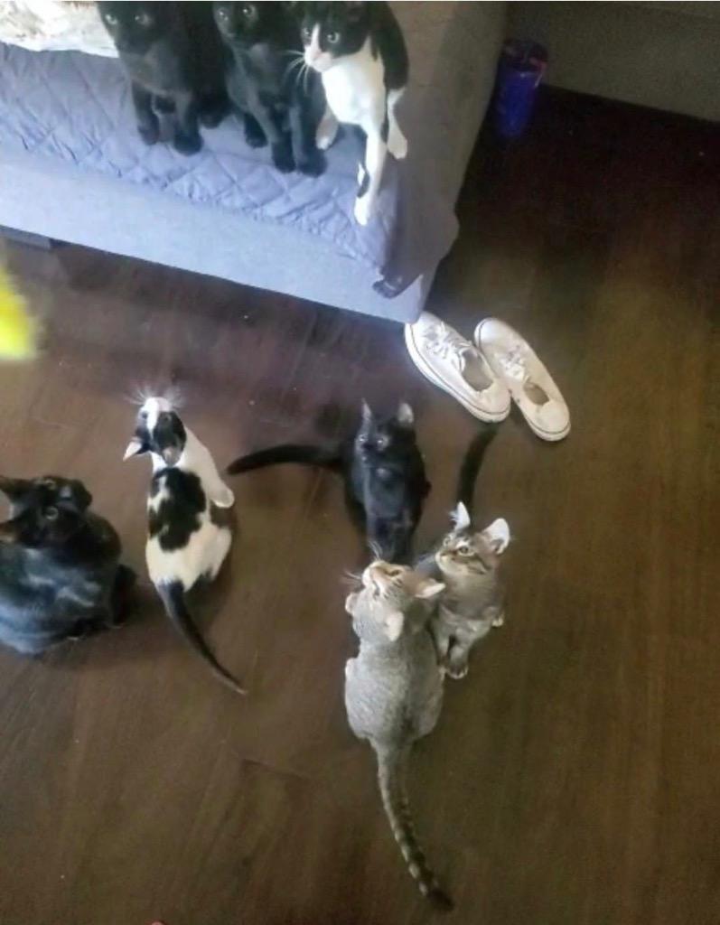 Dori, Adoptable, Kitten Female Domestic Short Hair.