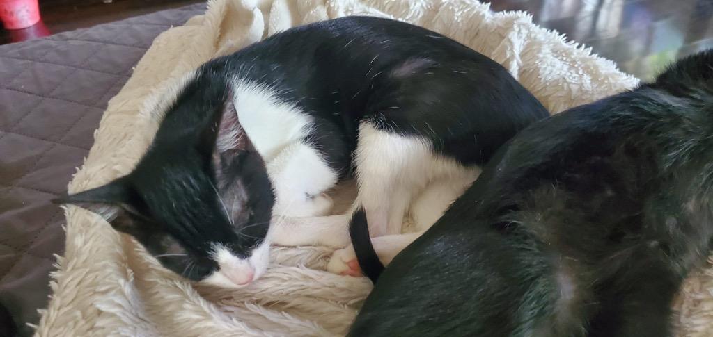 Dori, a Adoptable Domestic Short Hair in Richland Hills, TX image 2/6