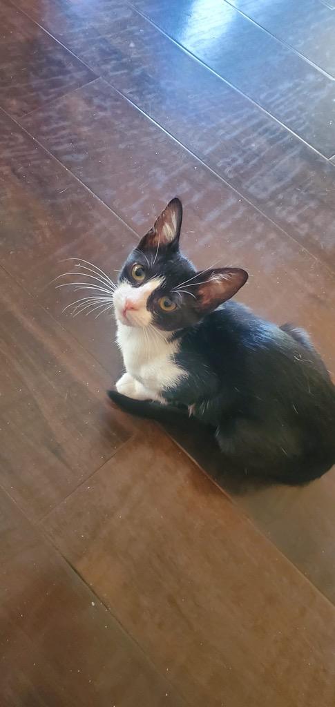 Dori, a Adoptable Domestic Short Hair in Richland Hills, TX image 3/6