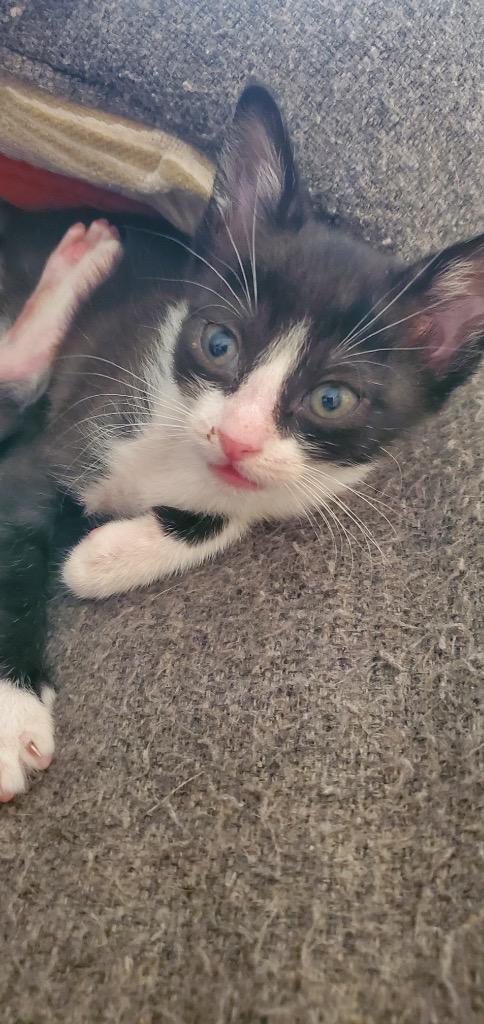 Dori, a Adoptable Domestic Short Hair in Richland Hills, TX image 4/6