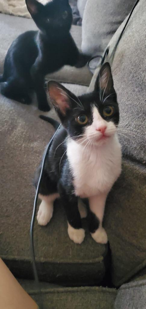 Dori, a Adoptable Domestic Short Hair in Richland Hills, TX image 5/6