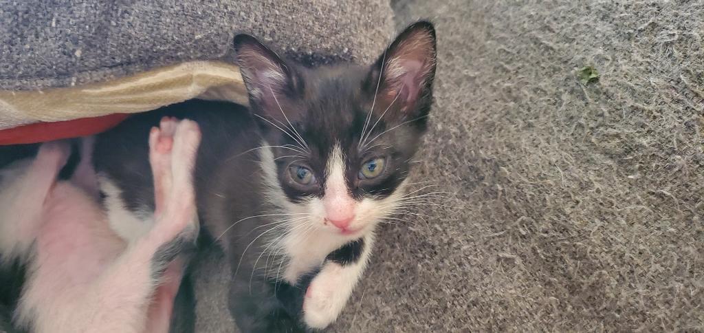 Dori, a Adoptable Domestic Short Hair in Richland Hills, TX image 6/6