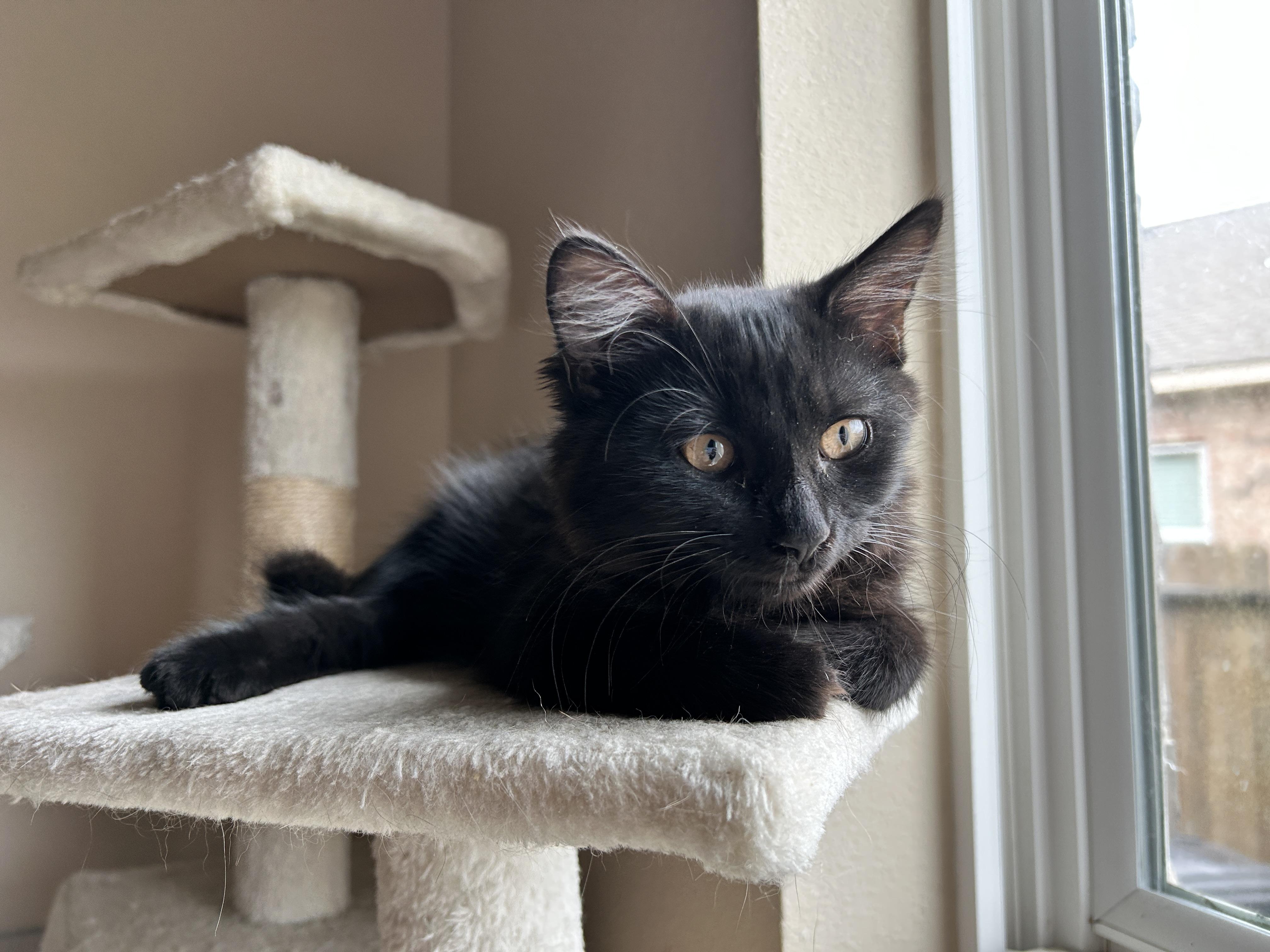 Enlarge Zassy (Spunky & Loving), a Adoptable mixed breed in Waterford, CT image 2/4