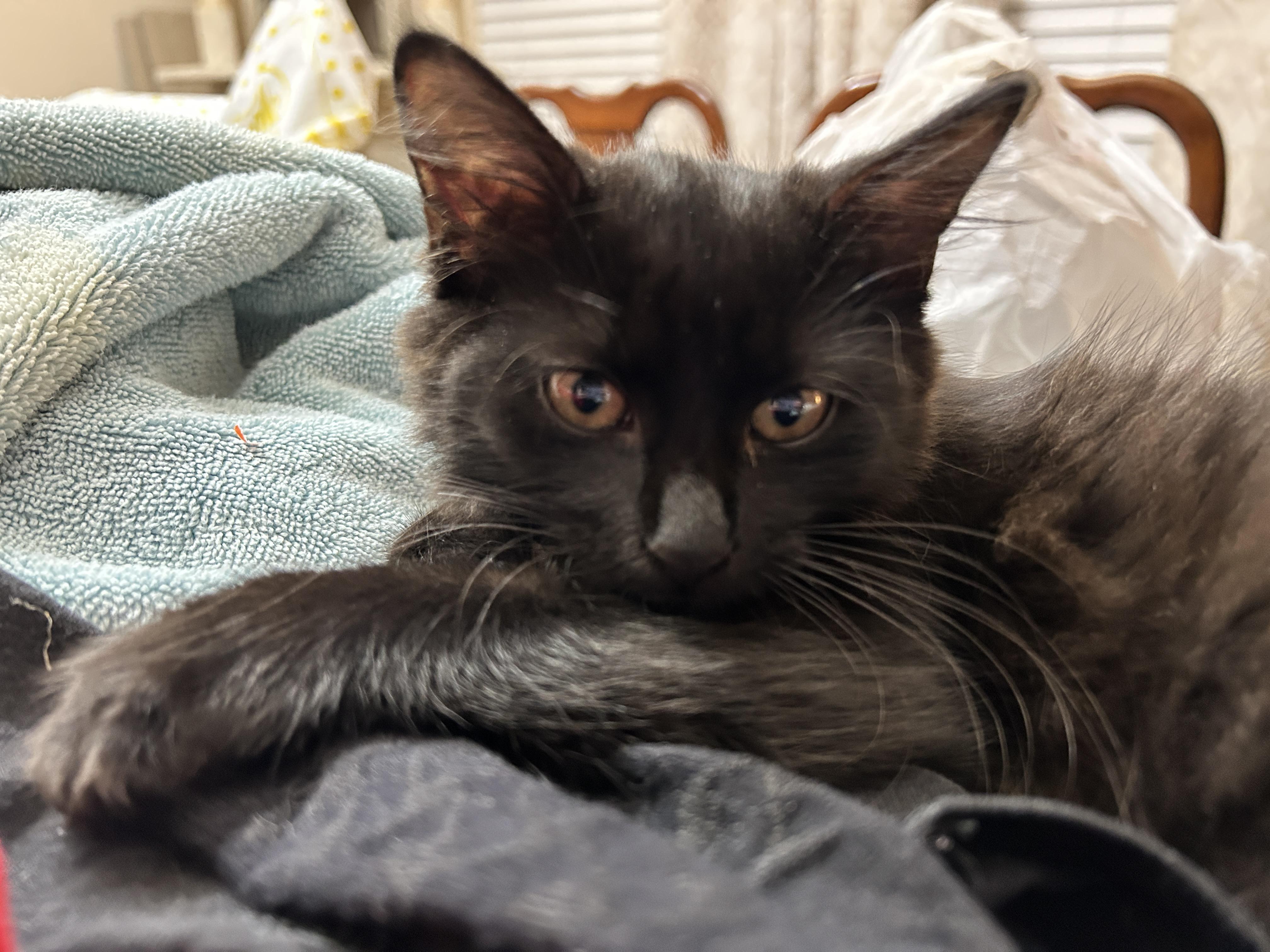 Enlarge Zassy (Spunky & Loving), a Adoptable mixed breed in Waterford, CT image 3/4