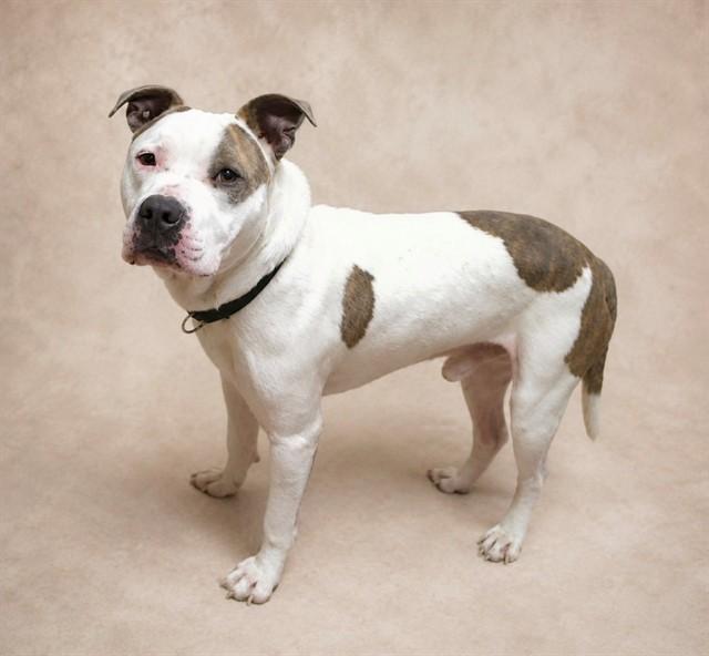 Enlarge OATMEAL, a Adoptable mixed breed in Cookeville, TN image 1/1