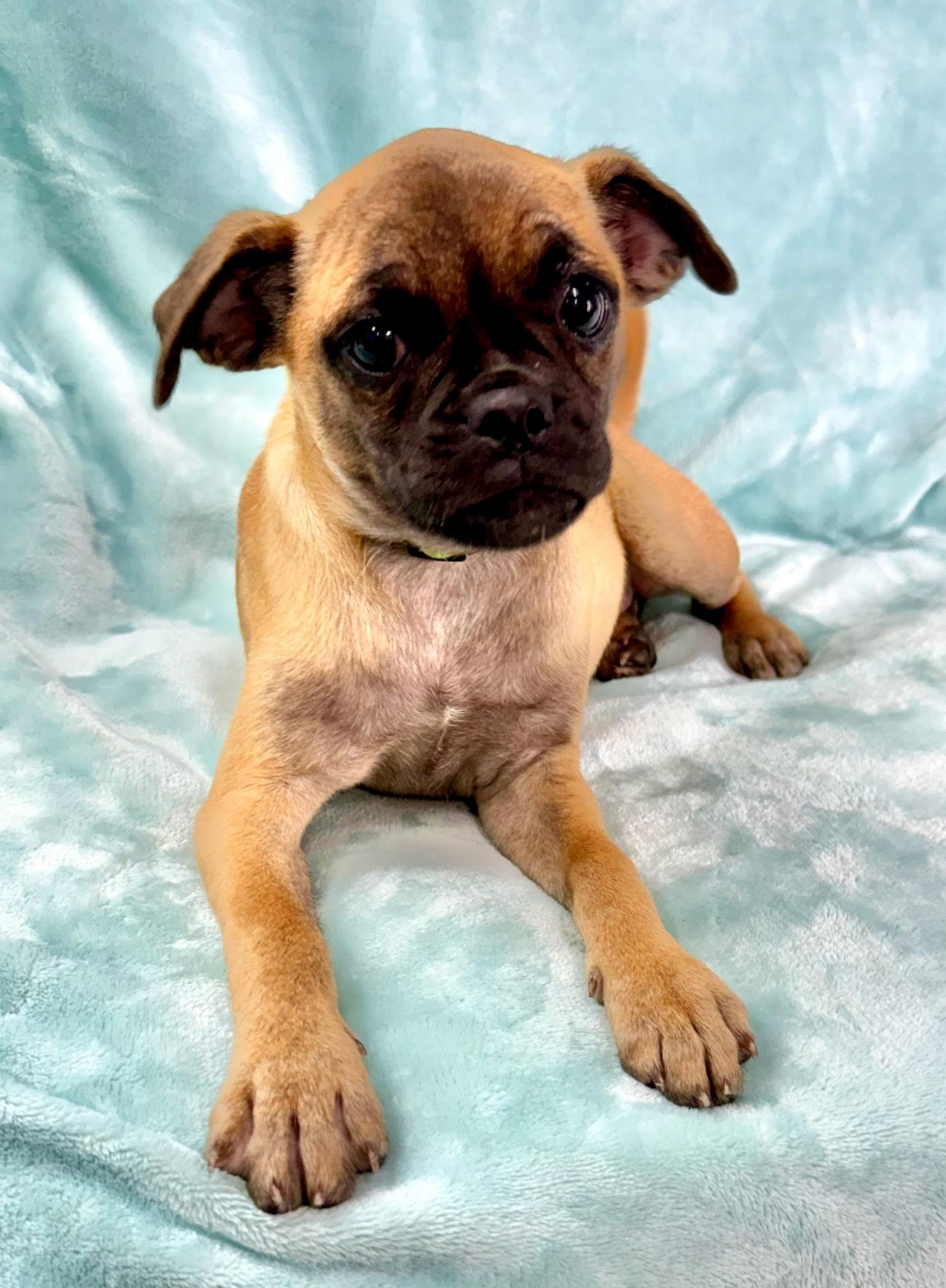 JoJo, Adoptable, Puppy Female Pug.