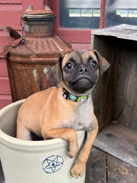 JoJo, a Adoptable mixed breed in East Sparta, OH image 2/6