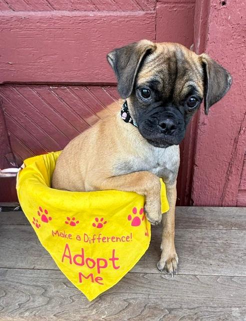 JoJo, a Adoptable mixed breed in East Sparta, OH image 3/6