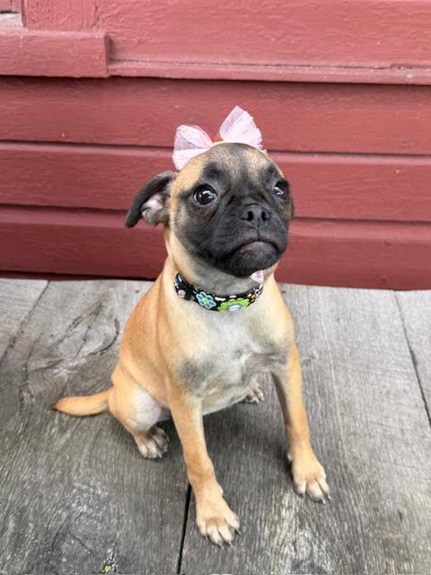 JoJo, a Adoptable mixed breed in East Sparta, OH image 1/6